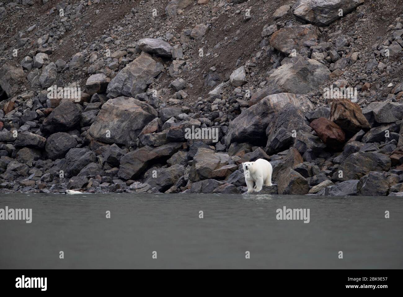 Polar Bear on Rocks, Ellesmere Island, Canada Foto Stock