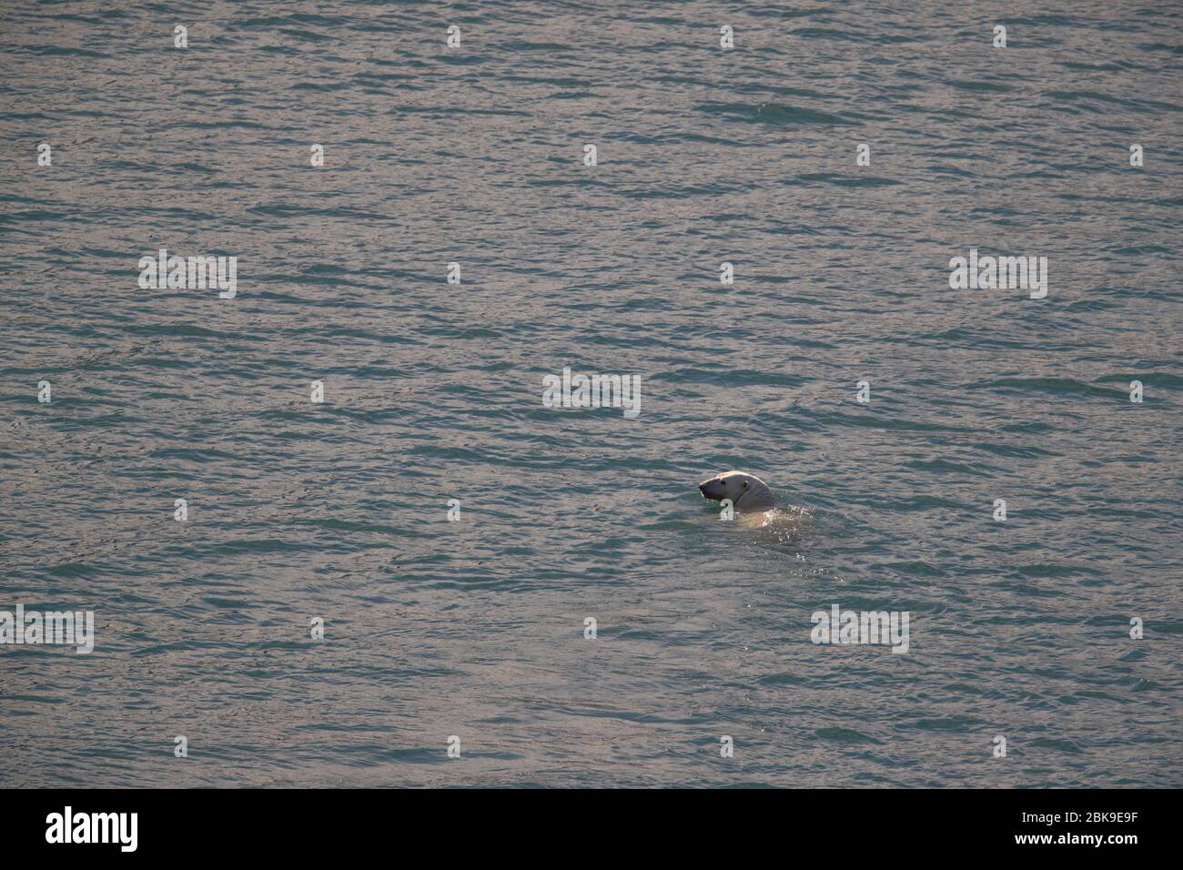 Orso polare, nuoto, Canada Foto Stock