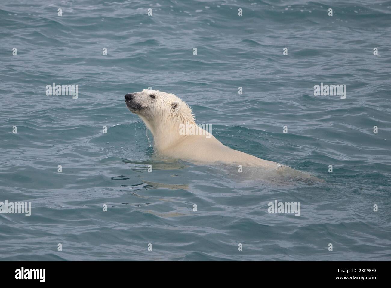 Orso polare, nuoto Foto Stock