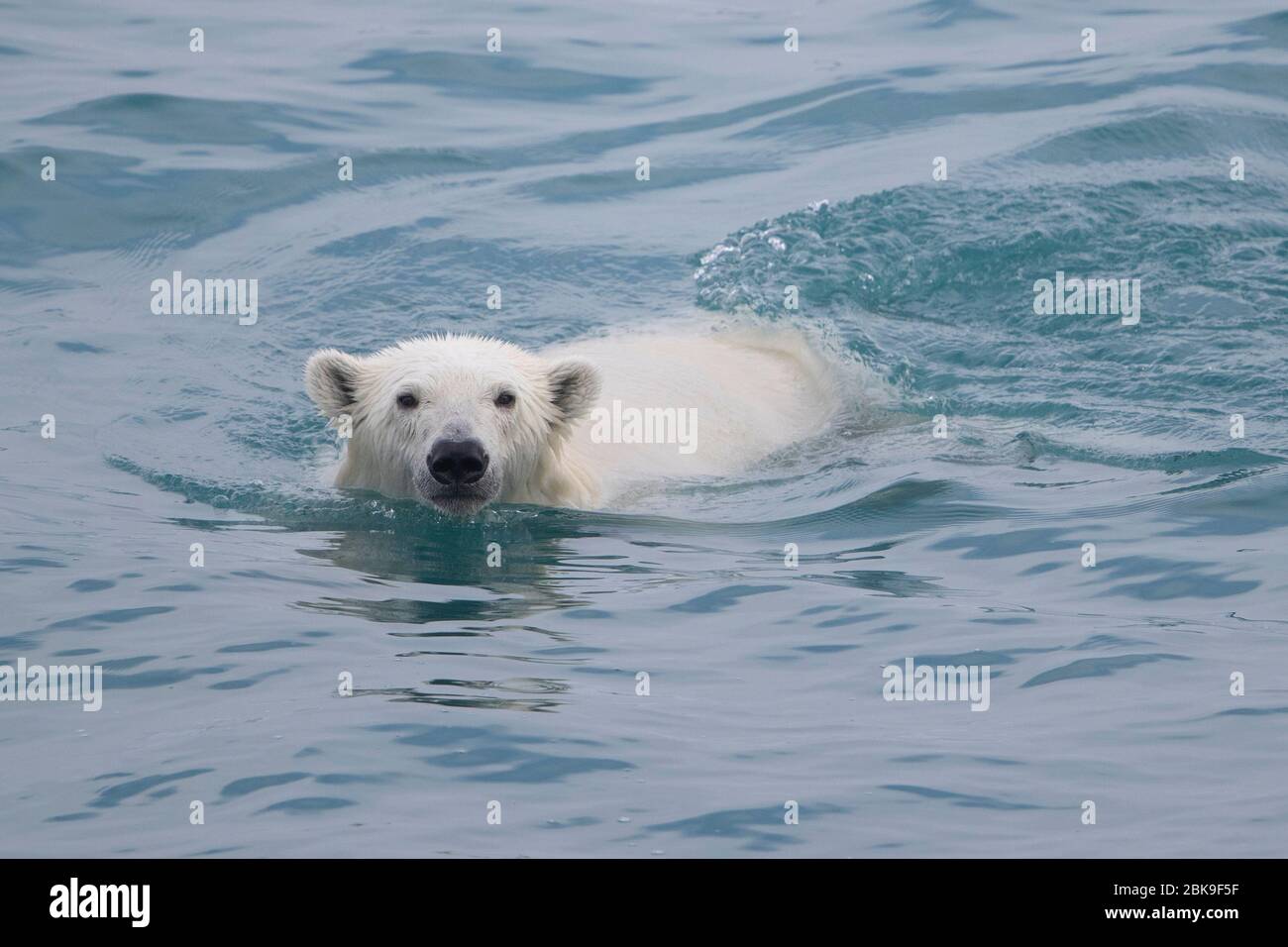 Orso polare, nuoto Foto Stock