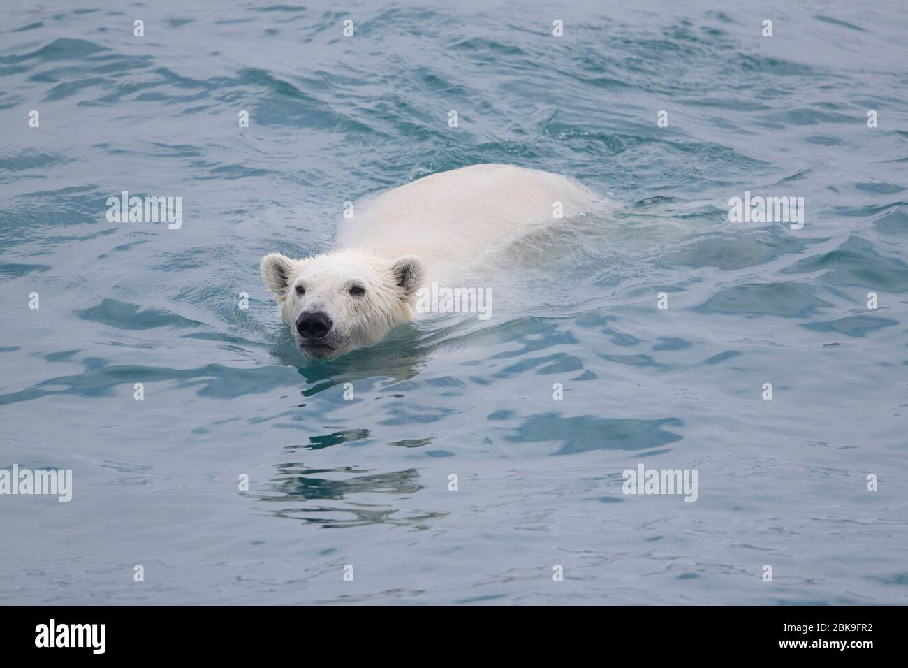 Orso polare, nuoto Foto Stock