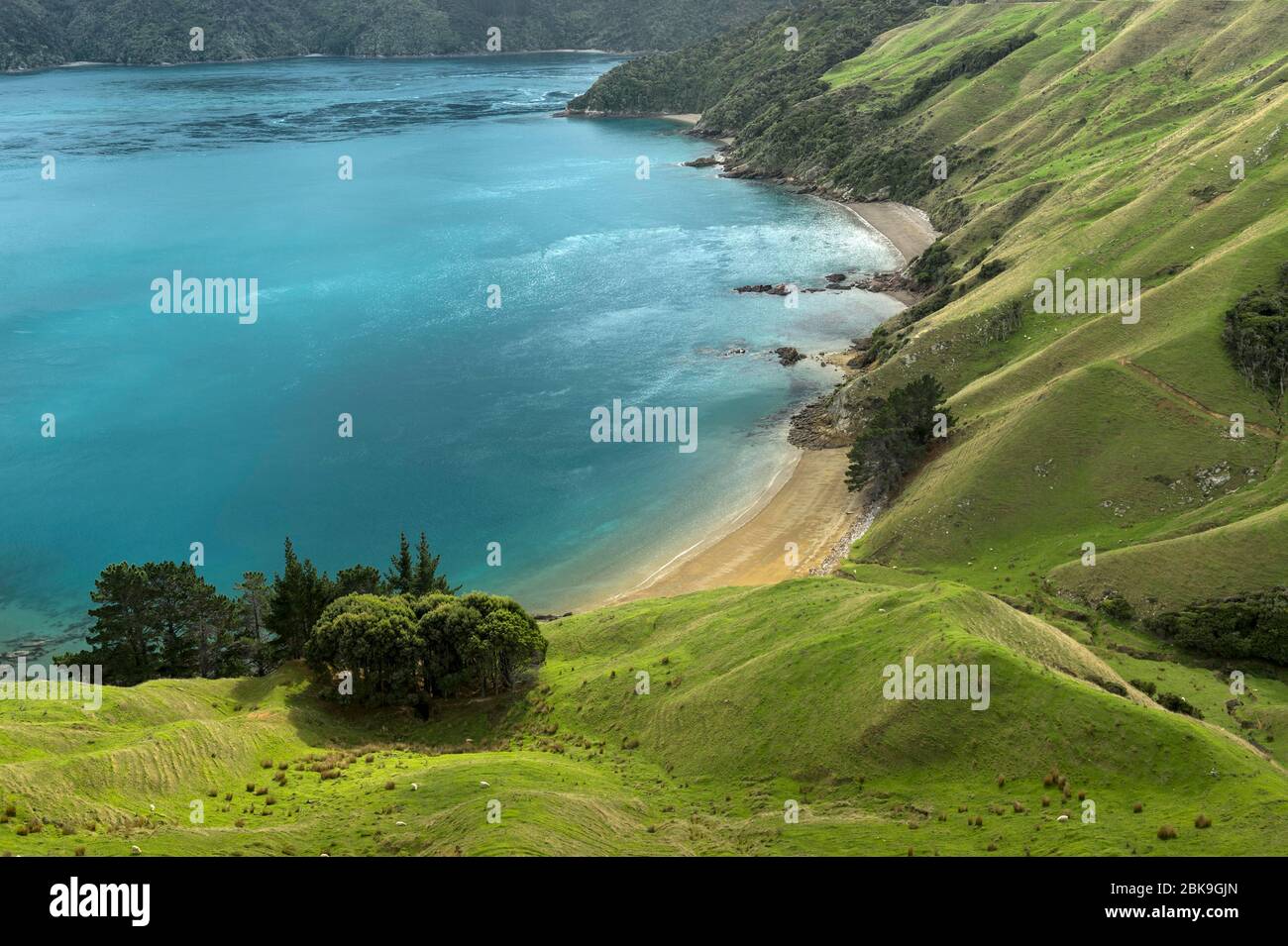 Zona costiera, pascolo, spiaggia sabbiosa, mare, Okiwi Bay-Elmslie Bay, French Pass, Marlborough, Nuova Zelanda Foto Stock