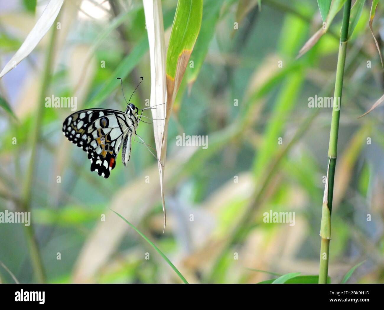 Una bella farfalla di lime, una farfalla di limone, o coda di rondine a scacchi (Papilio demoleus) su un albero di bambù Foto Stock