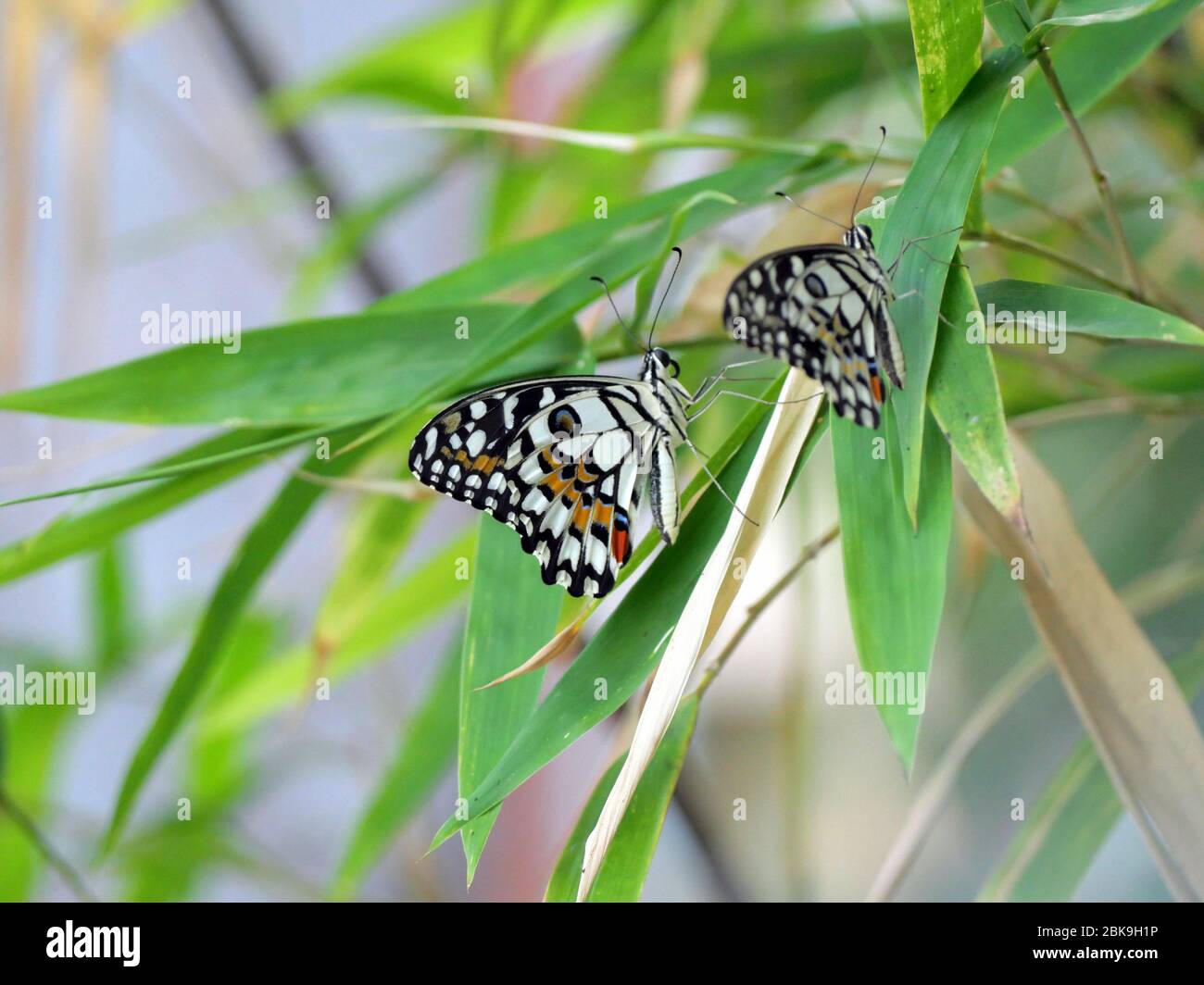 Due belle farfalle di lime, farfalla di limone, o coda di rondine a scacchi (Papilio demoleus) su albero di bambù Foto Stock