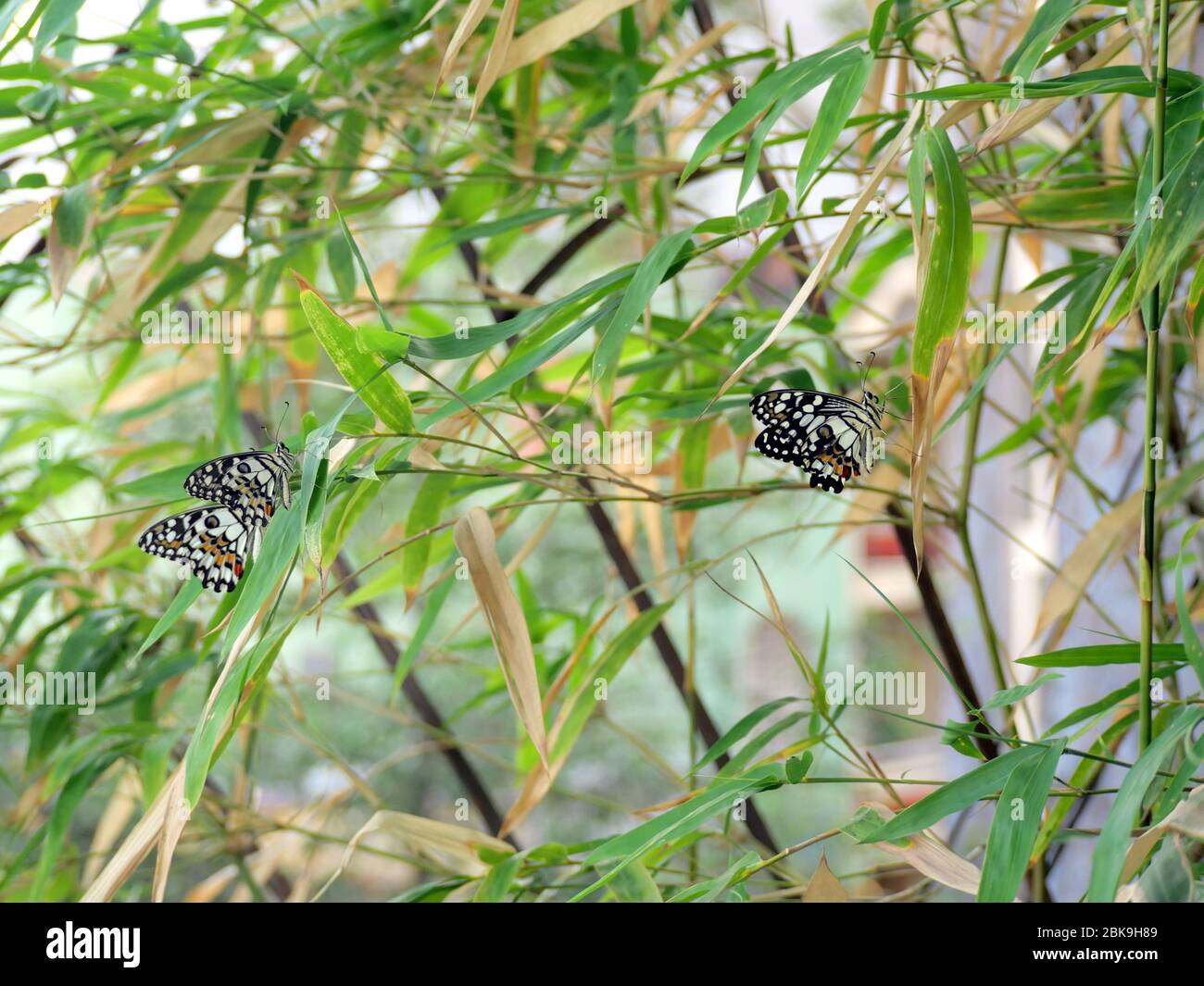 Tre belle farfalle di lime, farfalla di limone, o coda di rondine a scacchi (Papilio demoleus) su un albero di bambù vicino alla recinzione Foto Stock