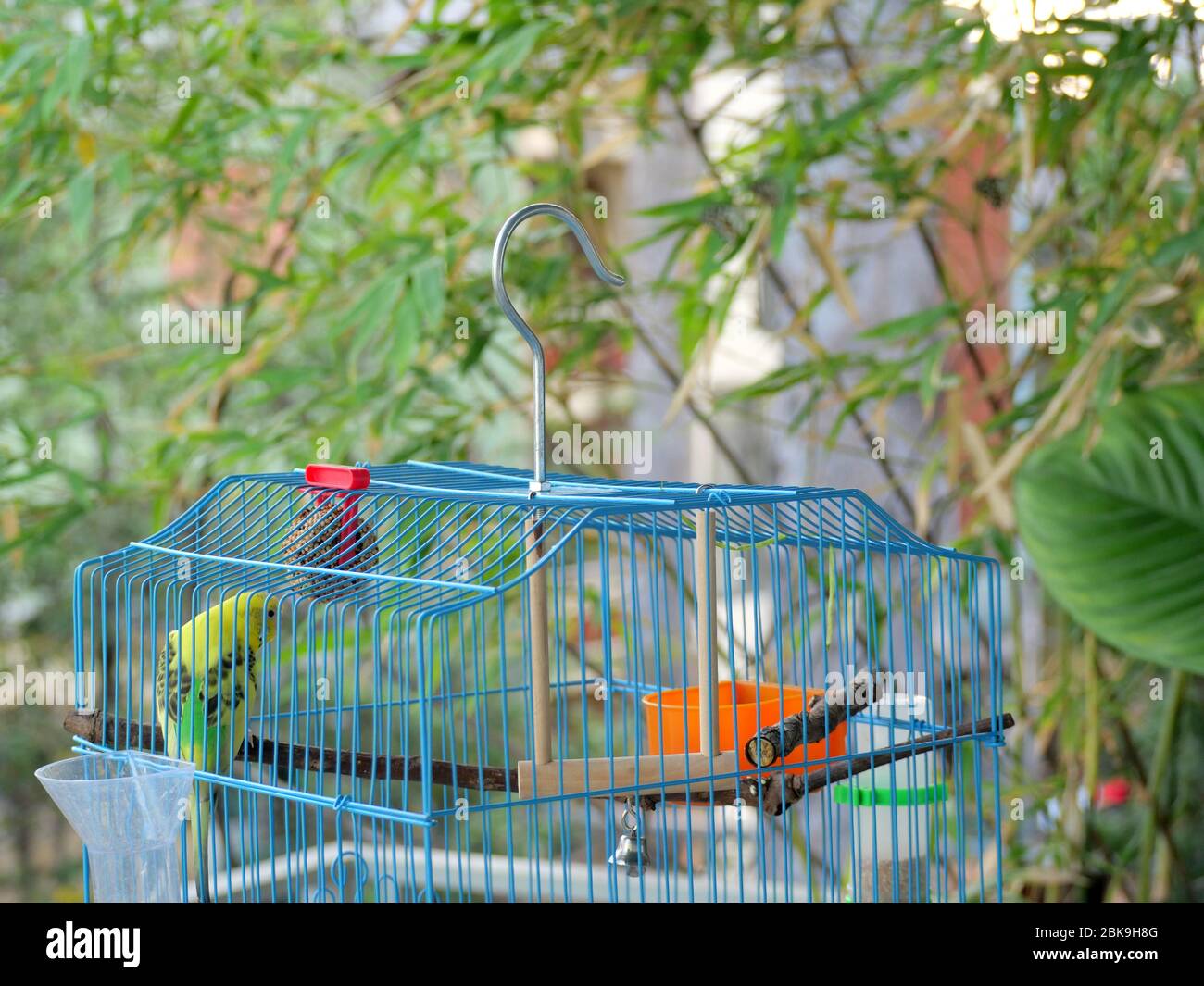 Bella bugerigar giallo e verde, pappagallo, budgie, o parakeet in una gabbia blu che guarda curiosamente fuori Foto Stock