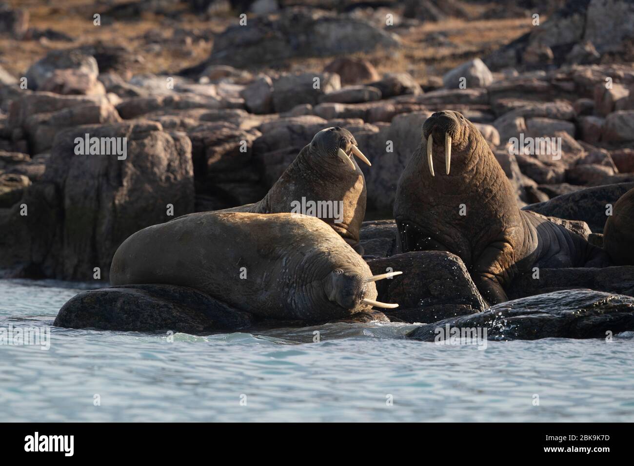 Walrus Retering, Canada Foto Stock