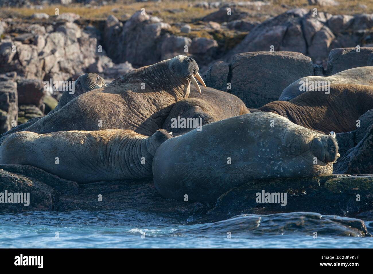 Walrus addormentò sulle rocce, Canada Foto Stock