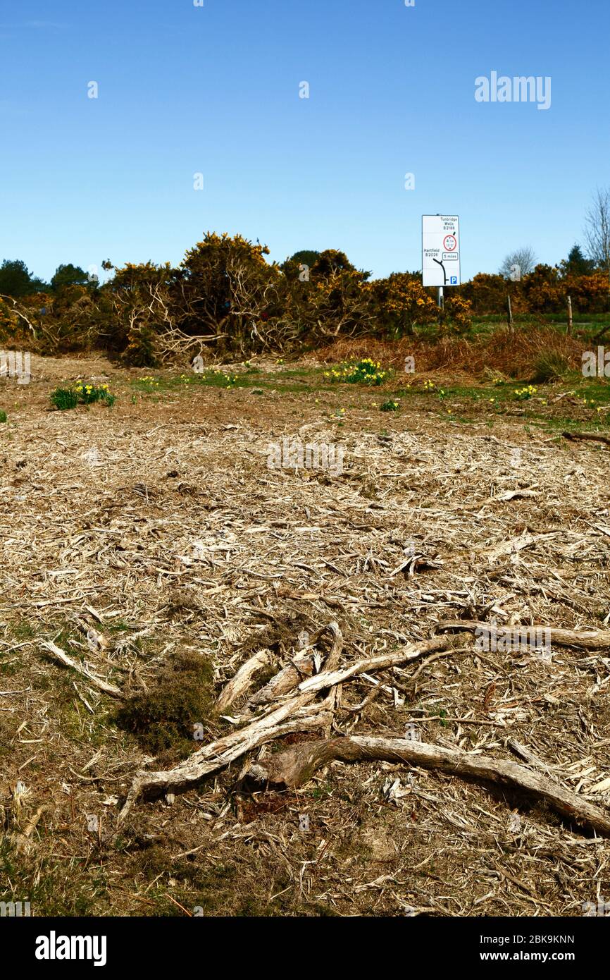 Recentemente ha tagliato la gola, parte della gestione per rimuovere i vecchi cespugli e arrestarlo invadendo habitat di heathland, re che si ergono, Ashdown Forest, East Sussex, Regno Unito Foto Stock