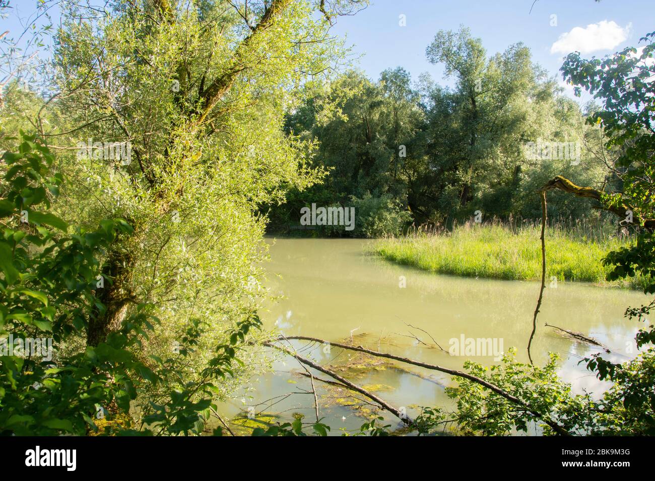 Die Giriz, Aue und Laichgebiet von Nationaler Bedeutung, beim Zusammenfluss von Aare und Rhein bei Koblenz im Aargau Foto Stock