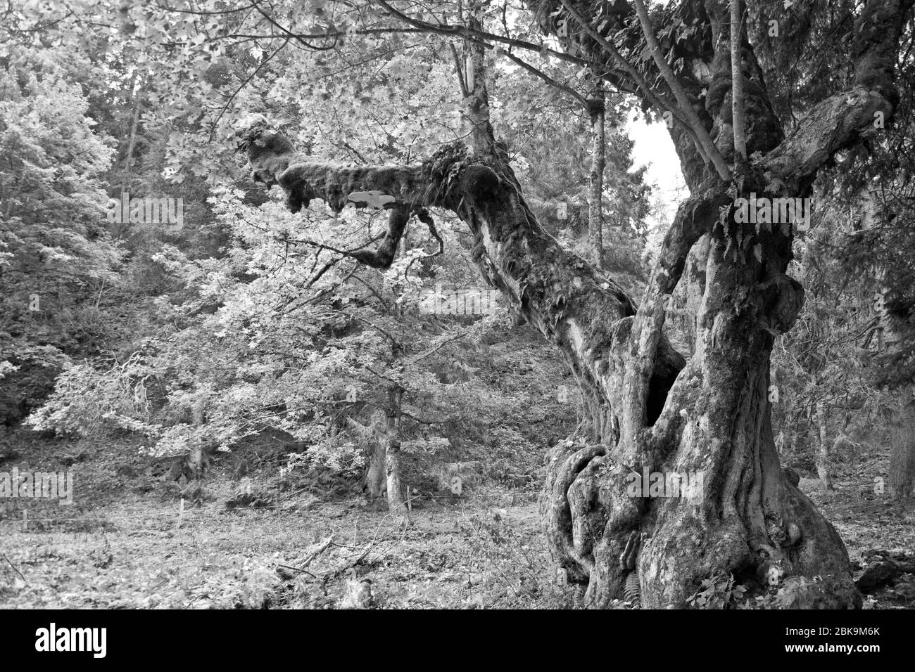 Ein alter Berg-Ahorn im Naturpark Chasseral im Berner Jura Foto Stock