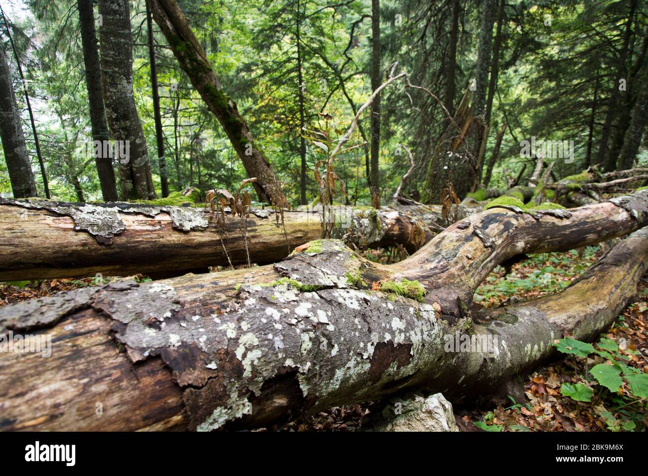 Totholz im Naturschutzgebiet Combe Grède im Naturpark Chasseral Foto Stock