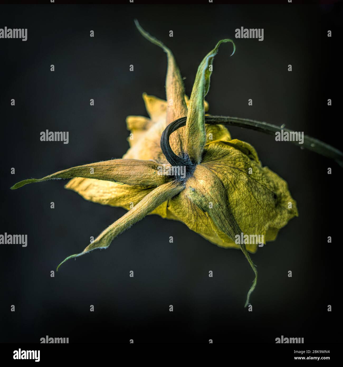 Testa di fiore secca isolata su uno sfondo scuro Foto Stock