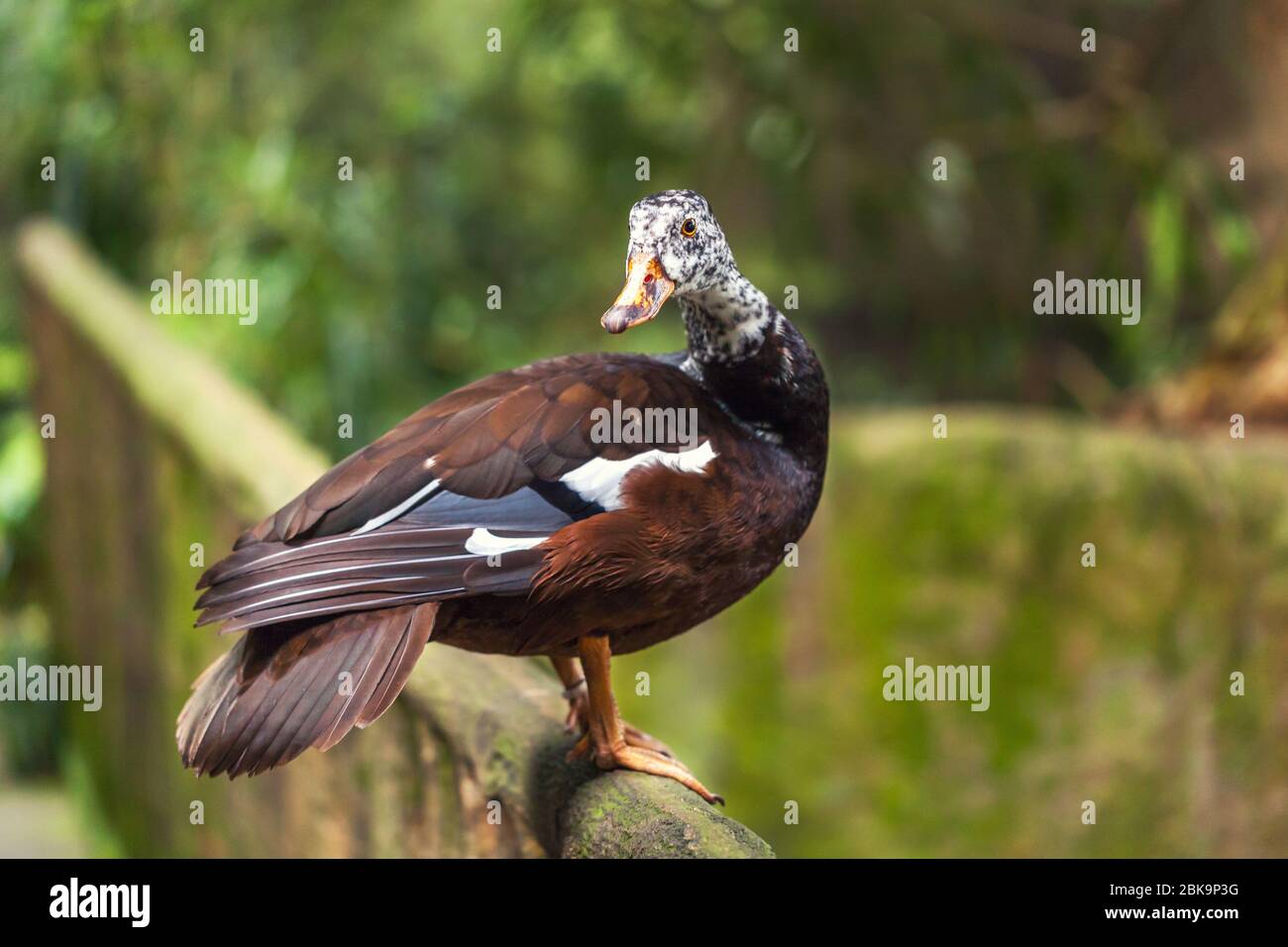 Il sibilo oche o anatre ad albero di colore bruno con testa bianca con puntino nero in piedi su un pesce persico nel tropico foresta di pioggia. Primo piano Foto Stock