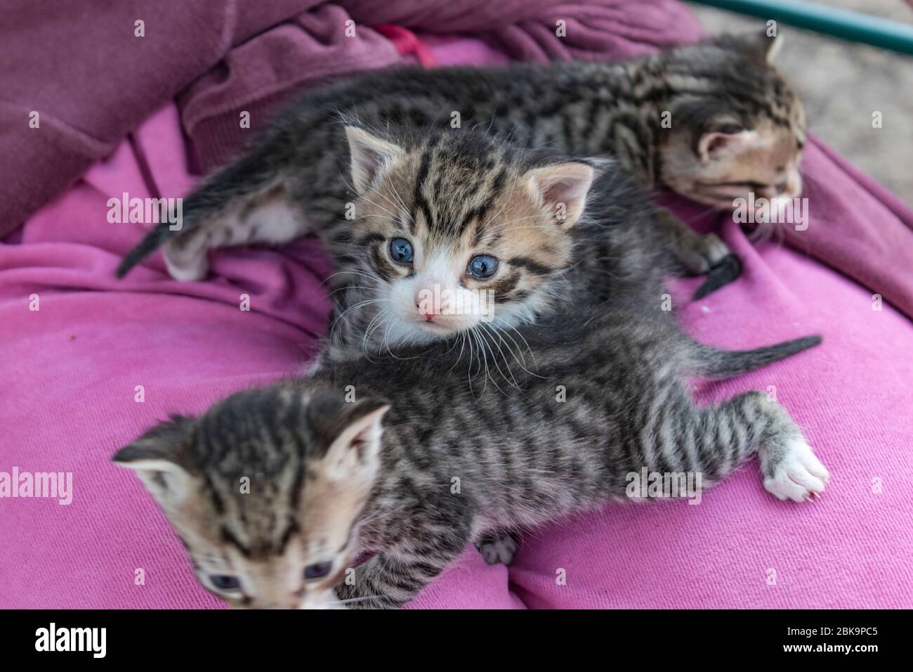 Cuccioli giovani che giocano in grembo femminile Foto Stock