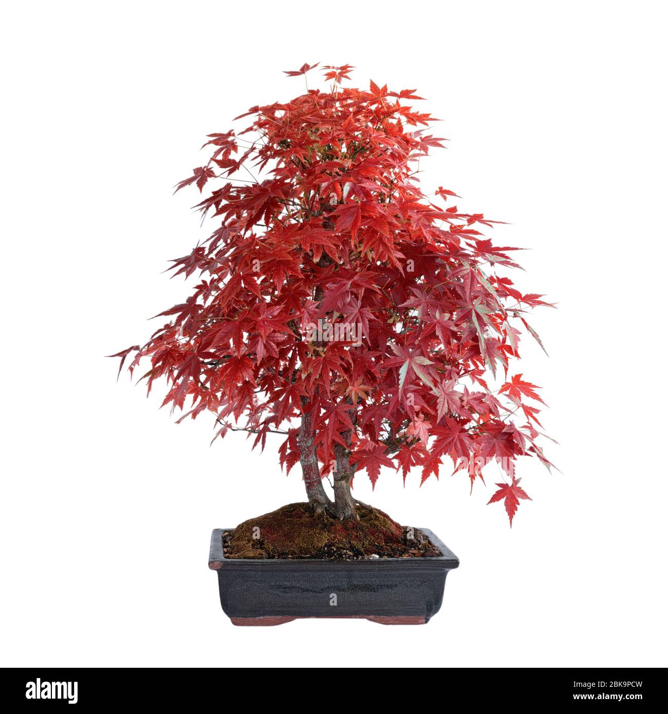 Bellissimo acero japonese ( Acer Palmatum ) nei colori autunnali, isolamento sopra il bianco Foto Stock