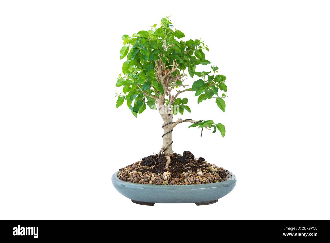 bonsai privato cinese isolato su sfondo bianco ( Ligustrum sinense ), in vaso in una ciotola giapponese vetrata in ceramica Foto Stock