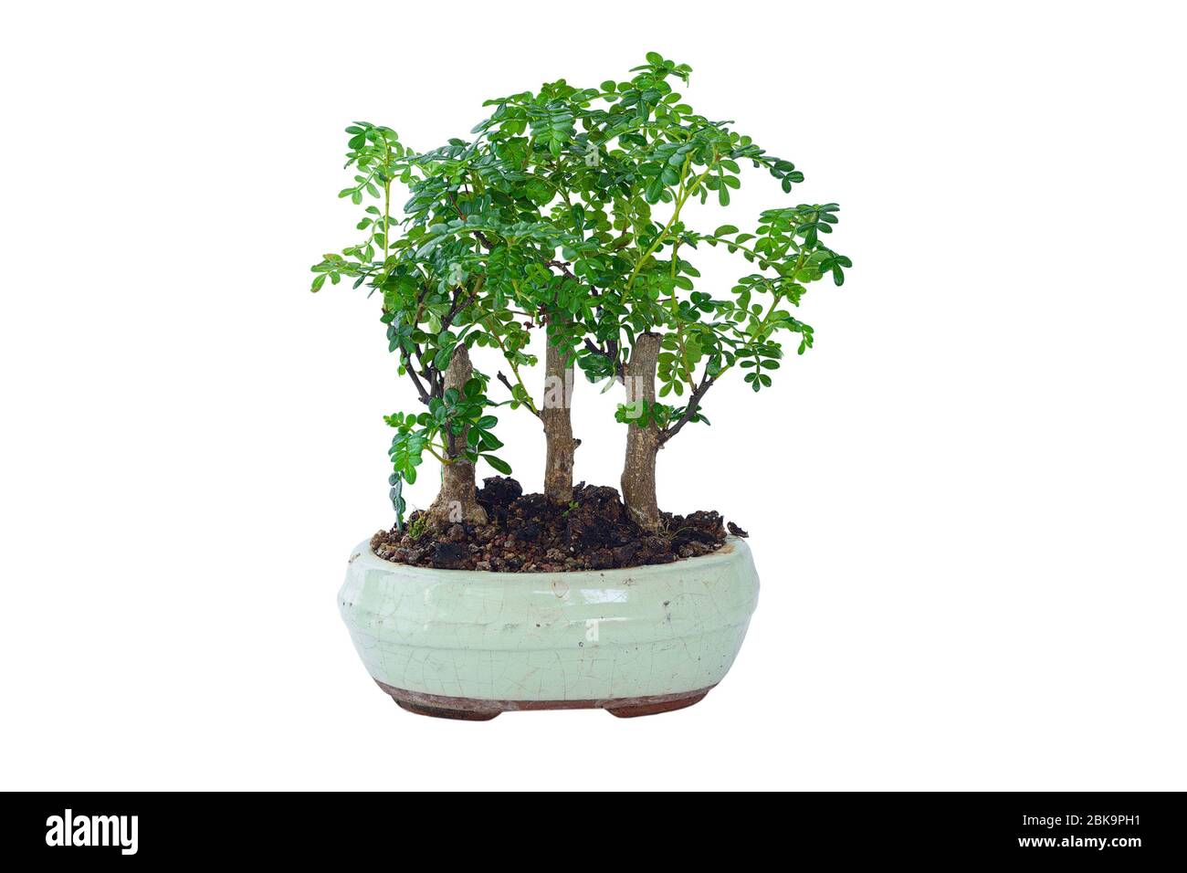Peperoncino bonsai cinese isolato su sfondo bianco ( Xanthoxylum piperitum ) Foto Stock