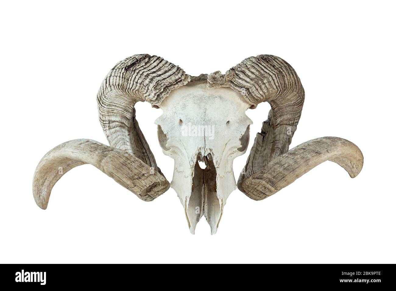 enorme trofeo di montone isolato su baclground bianco, cranio di enorme animale domestico Foto Stock