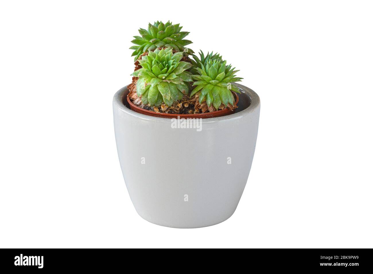 Hatworthia in un piccolo recipiente di ceramica per le succulenti, isolamento su sfondo bianco Foto Stock