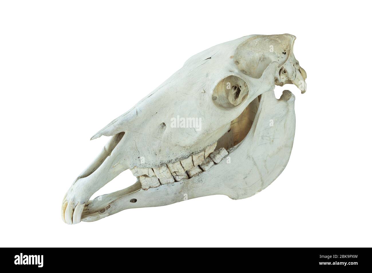 vecchio cranio cavallo isolato su sfondo bianco Foto Stock