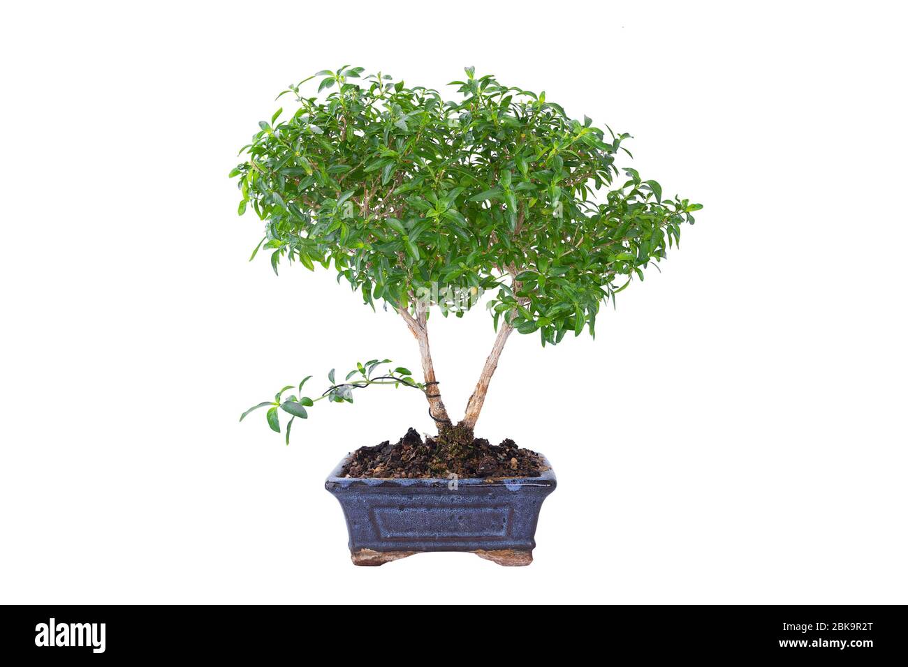 Serissa foetina, la rosa neve o bonsai scatola cinese isolato su bianco Foto Stock