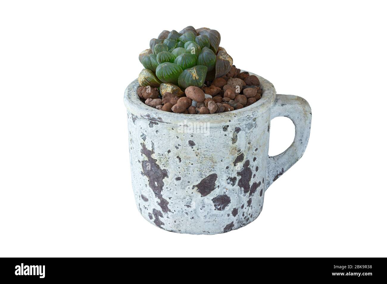 piccolo succulente carino piantato su ciotola di ceramica isolato su sfondo bianco Foto Stock