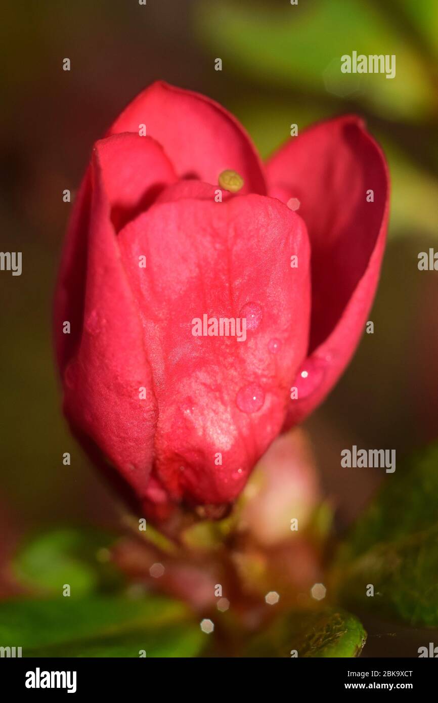 Germogli di fiori giapponesi Azalea con gocce di pioggia Foto Stock