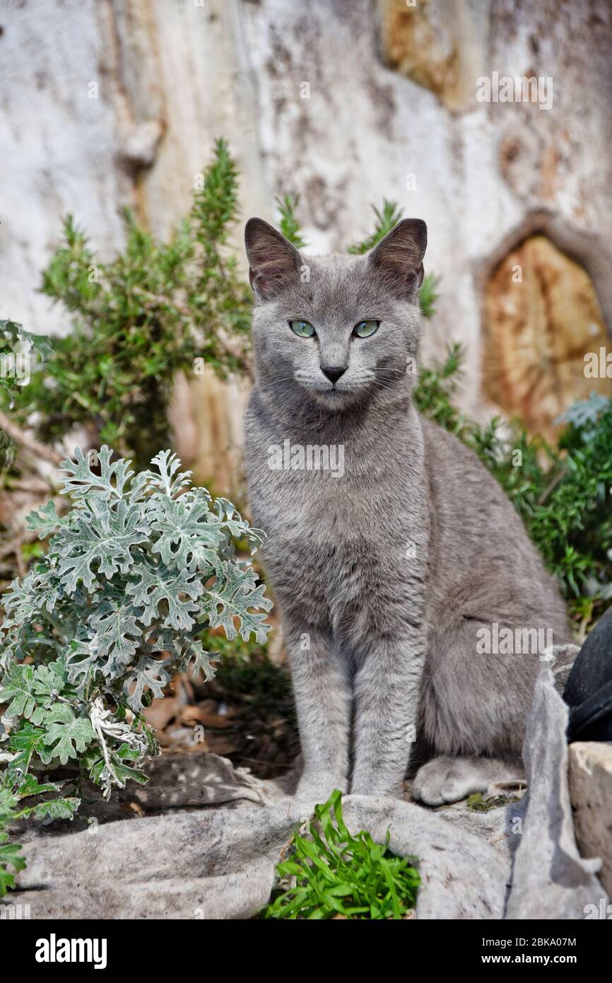 Un gatto in una stradina nella città medievale di Terracina, Italia Foto Stock