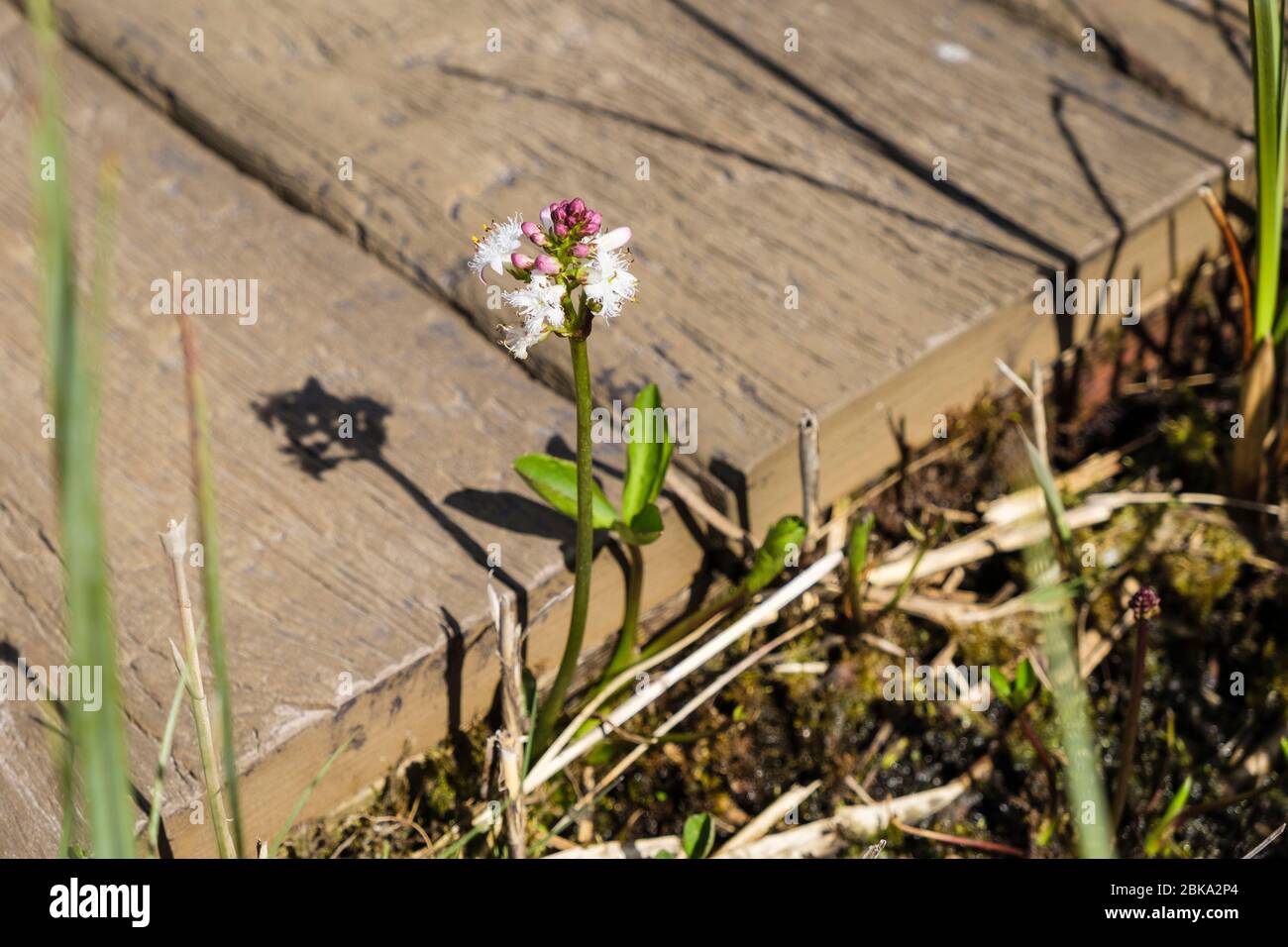 I fiori di Bogbean (Menyanthes trifoliata) dal boardwalk attraverso il fen reedbed alcalino nella riserva naturale del Cors Goch del Galles del Nord. Anglesey Galles Regno Unito Foto Stock