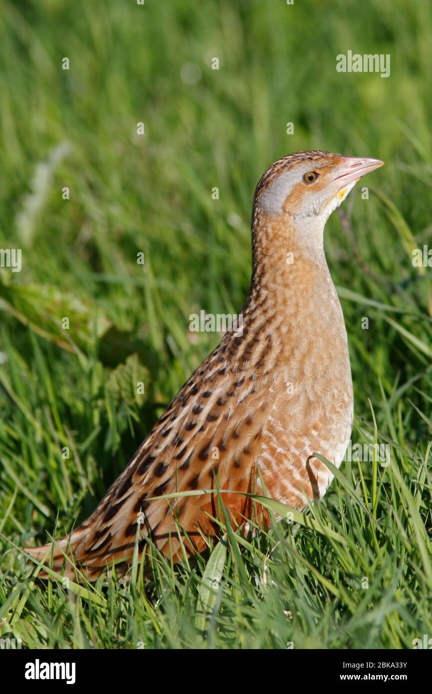 CORNCRAKE (Crex crex) in un campo di erba, Inner Hebrides, Scozia, Regno Unito. Foto Stock