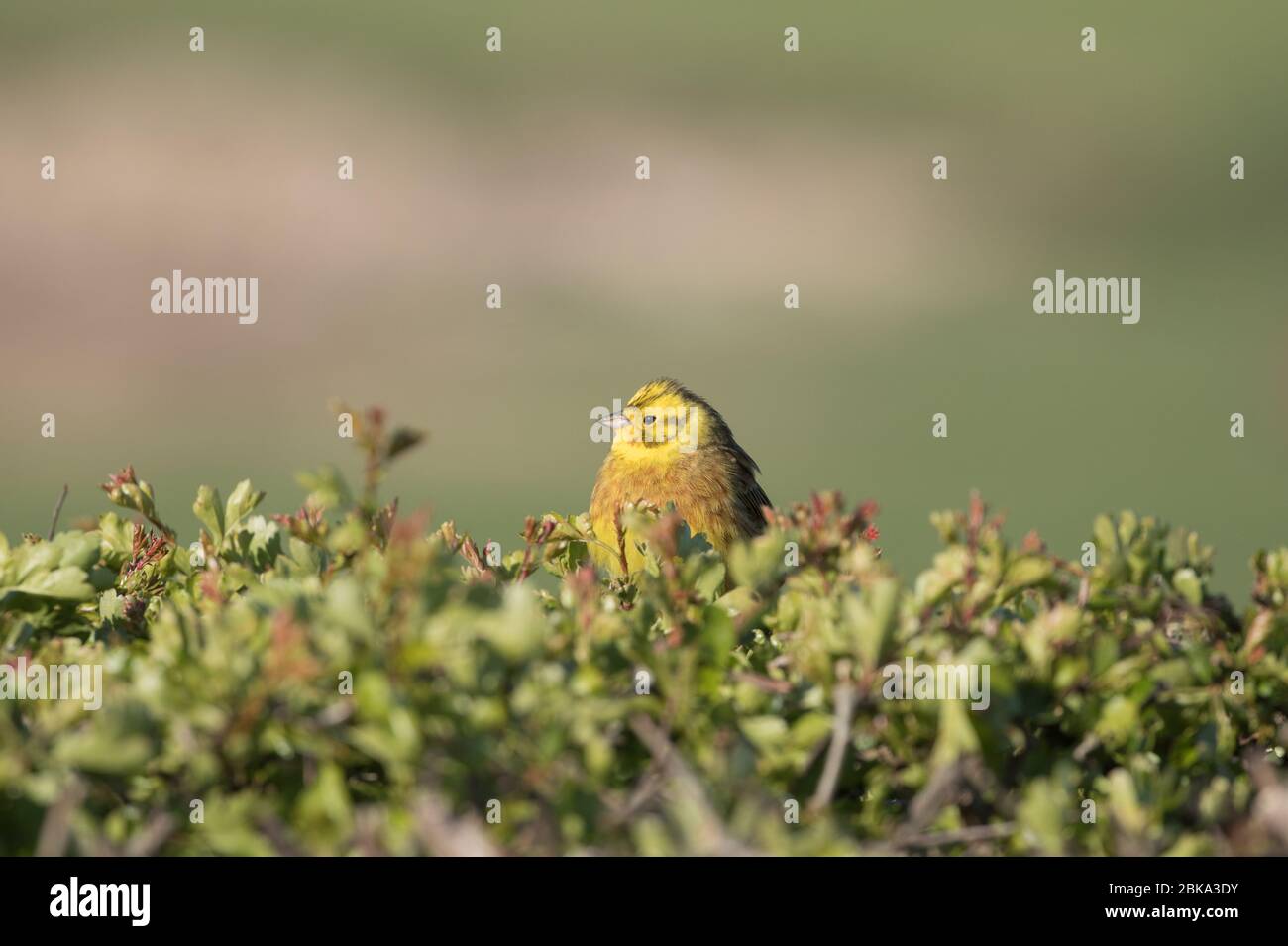 Yellowhammer nella siepe, nello Yorkshire settentrionale Foto Stock