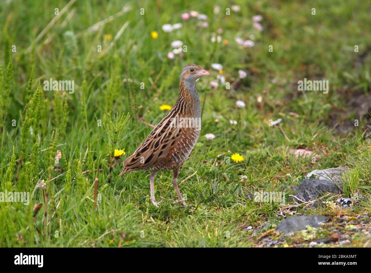 CORNCRAKE (Crex crex), Inner Hebrides, Scozia, Regno Unito. Foto Stock