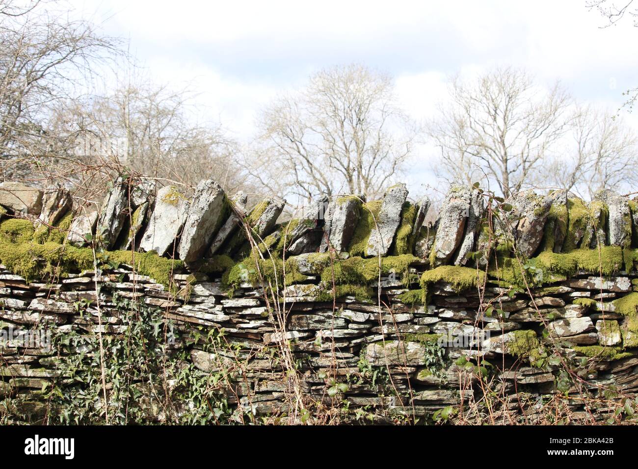 Una fotografia di un muro di pietra a secco ricoperto di muschio. Strati e strati di pietre antiche accatastate con piante davanti e un bosco sullo sfondo. Foto Stock