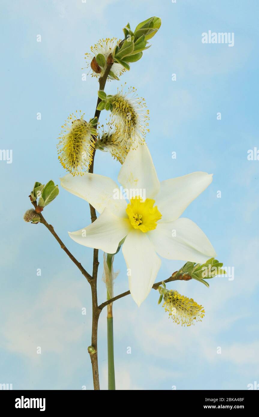 Daffodil e figa salice contro un cielo blu con nuvola chiara Foto Stock