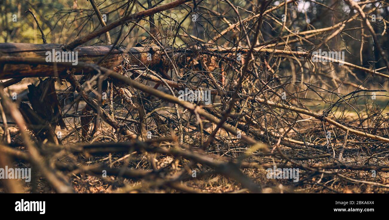 Vecchio tronco di albero rotto con i boughs asciutti Foto Stock