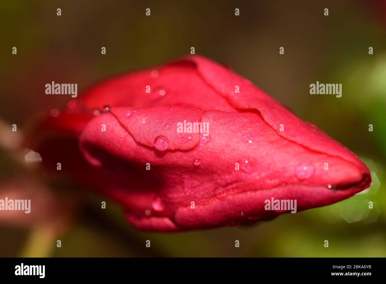 Germogli di fiori giapponesi Azalea con gocce di pioggia Foto Stock