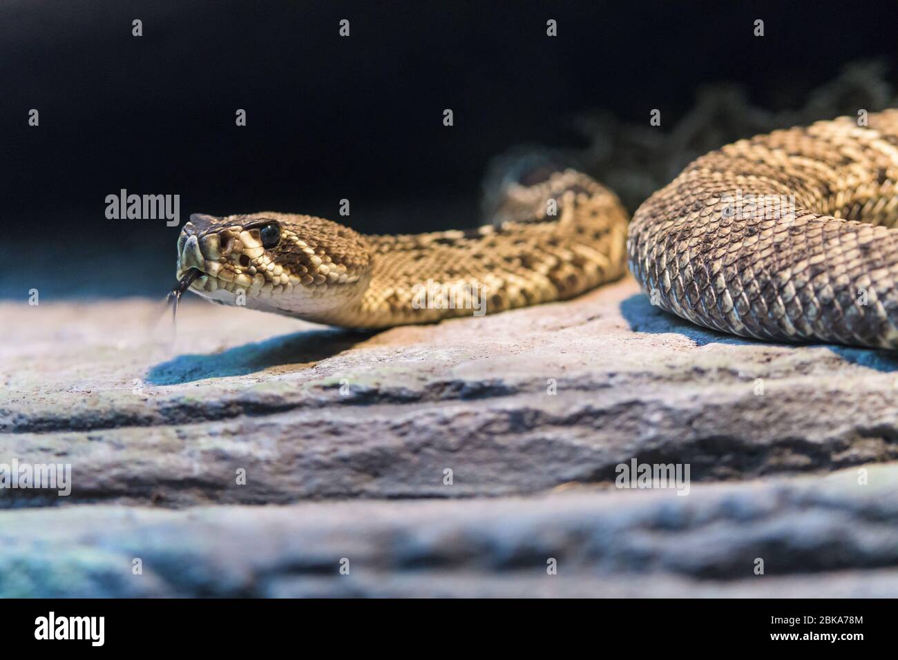 Rattlesnake Eastern Diamondback scivola attraverso il pavimento in pietra con la lingua biforcuta, gustando l'aria allo Zoo Australia di Steve Irwin a Beerwah, Queensland. Foto Stock