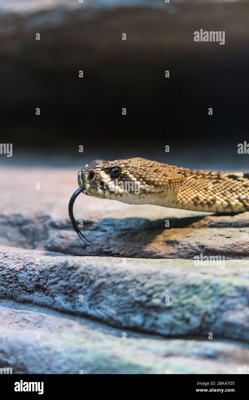 Rattlesnake Eastern Diamondback scivola attraverso il pavimento in pietra con la lingua biforcuta, gustando l'aria allo Zoo Australia di Steve Irwin a Beerwah, Queensland. Foto Stock