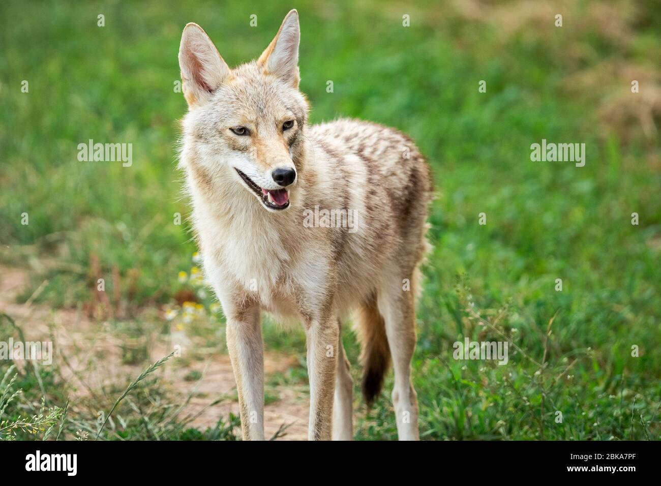 Coyote nel prato Foto Stock