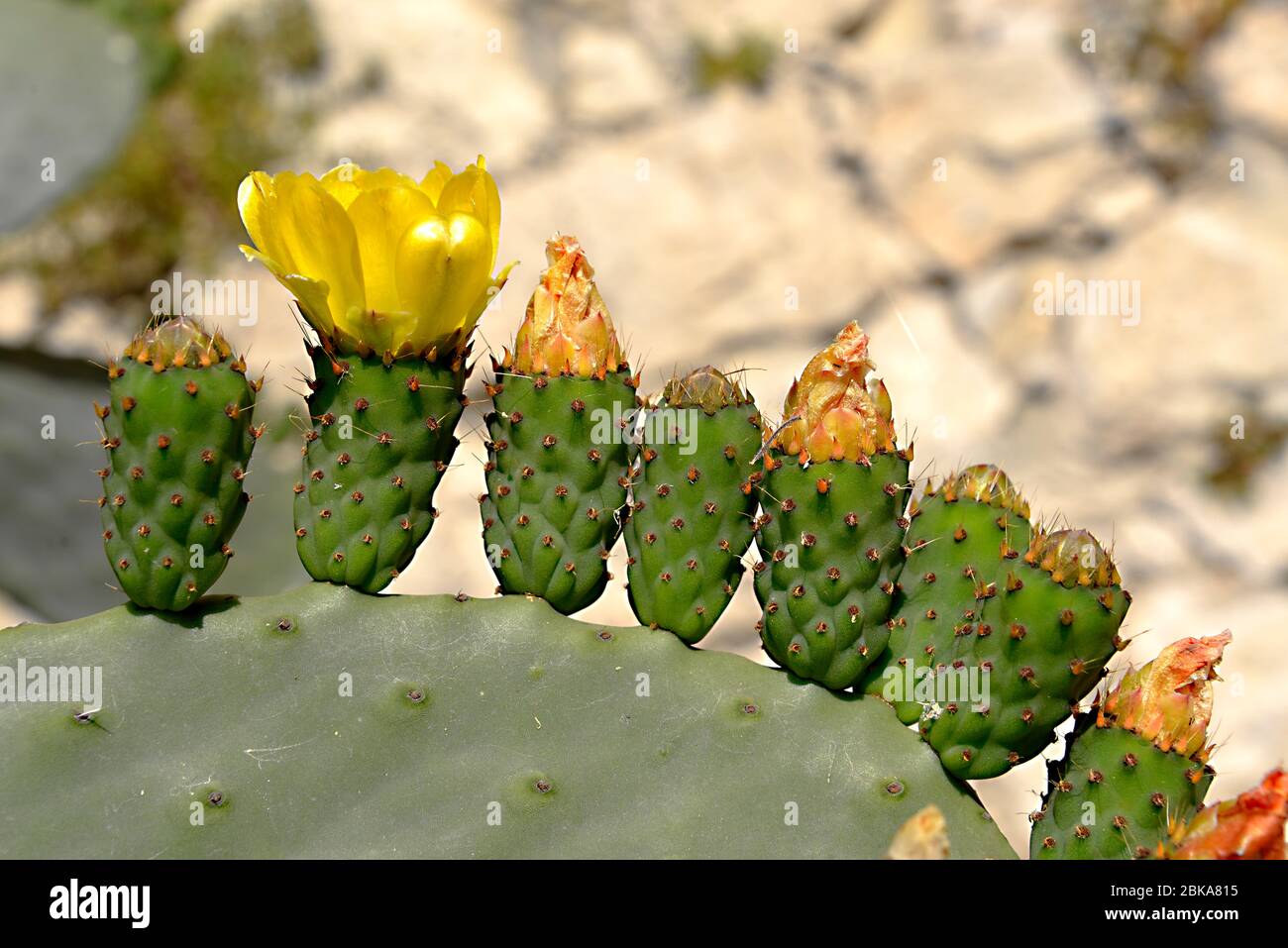 Primo piano di Opuntia ficus-indica cactus presso le isole Canarie a Tenerife Foto Stock