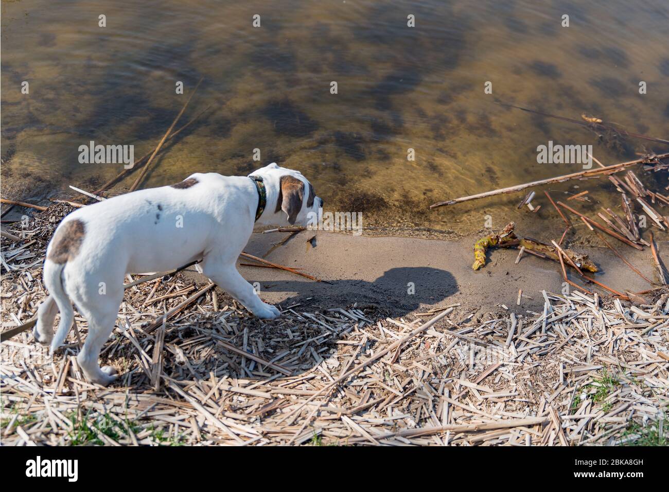 Un giovane cane sale fino all'acqua. Socializzazione del cucciolo  sull'acqua. Cucciolo bianco con un cerotto Foto stock - Alamy