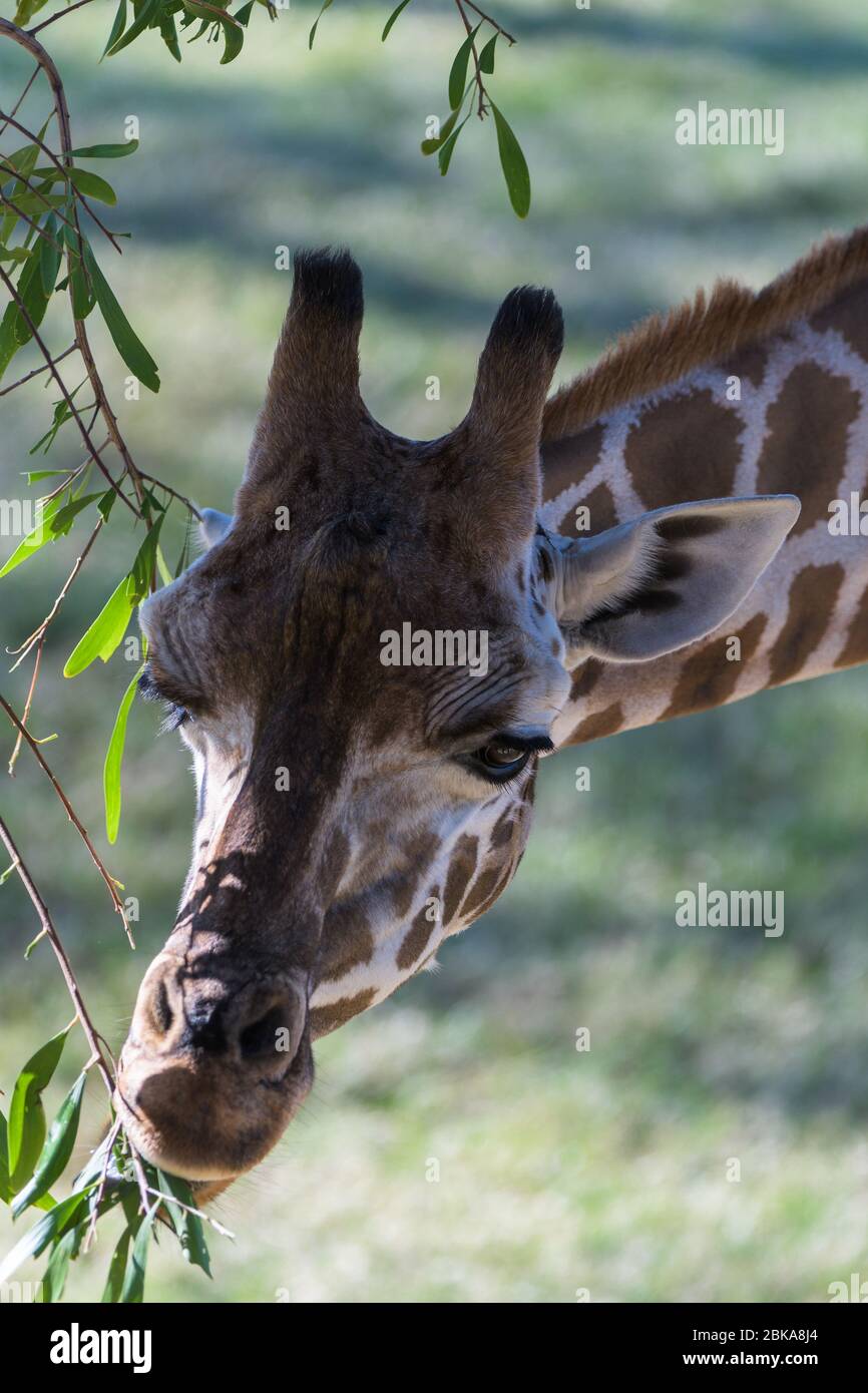 Rothschild Giraffe all'Australia Zoo utilizza la sua lingua preensile per nutrirsi selettivamente su un albero giovane. Foto Stock