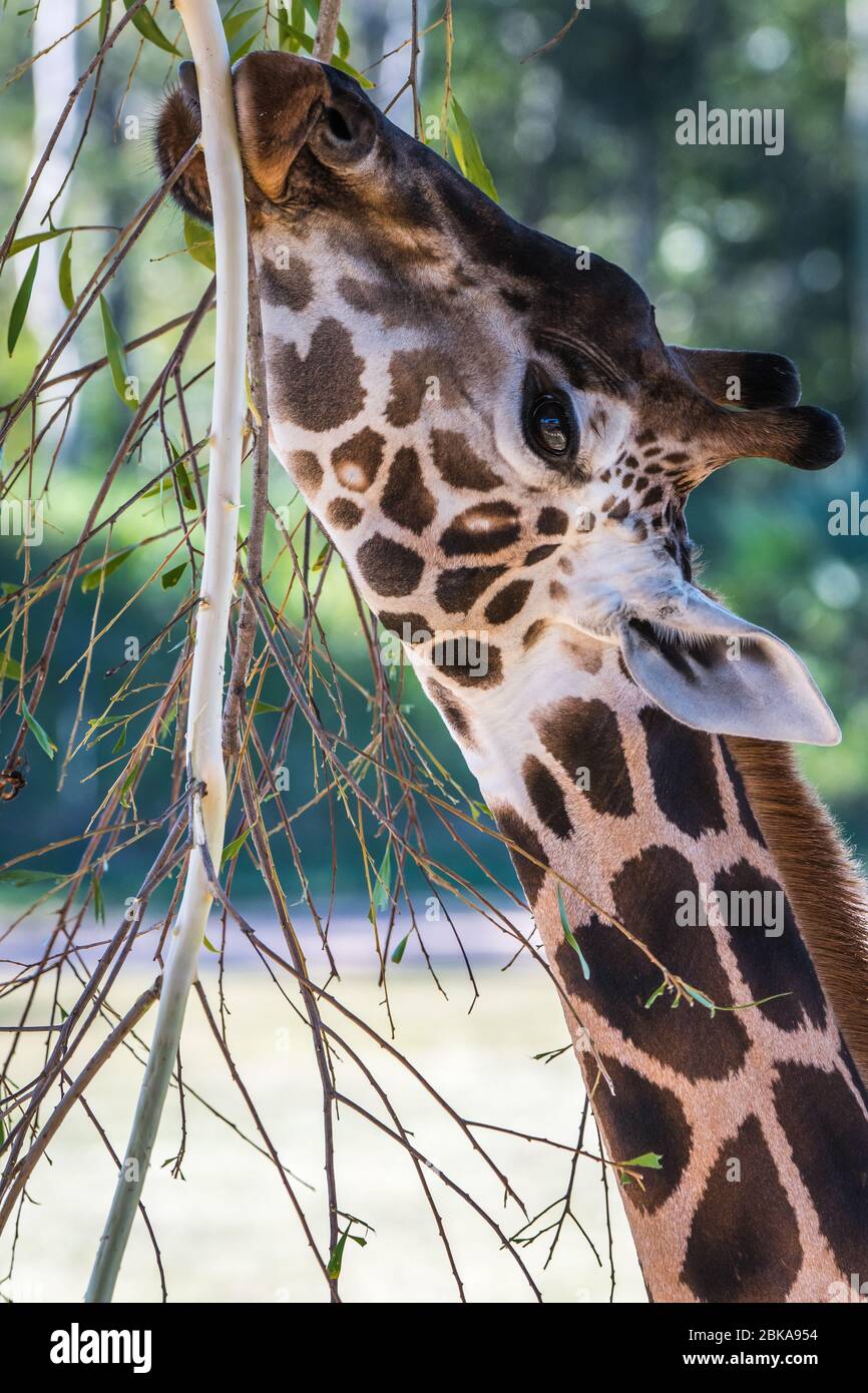 Rothschild Giraffe all'Australia Zoo utilizza la sua lingua preensile per nutrirsi selettivamente su un albero giovane. Foto Stock
