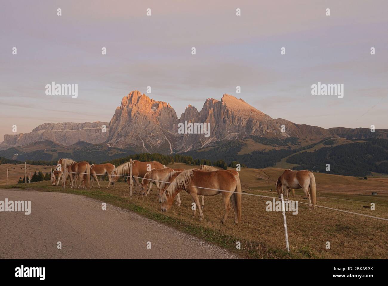 I cavalli sono erba di ciglia in serata con Langkofel gruppo sfondo Foto Stock