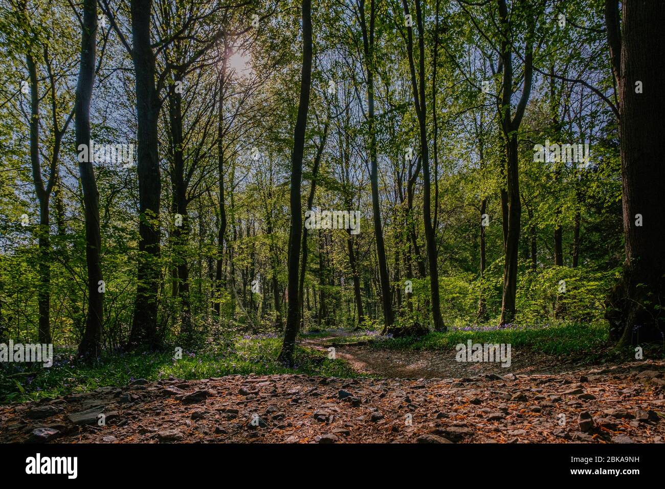 Bluebells che cresce a Leigh Woods, Bristol Foto Stock