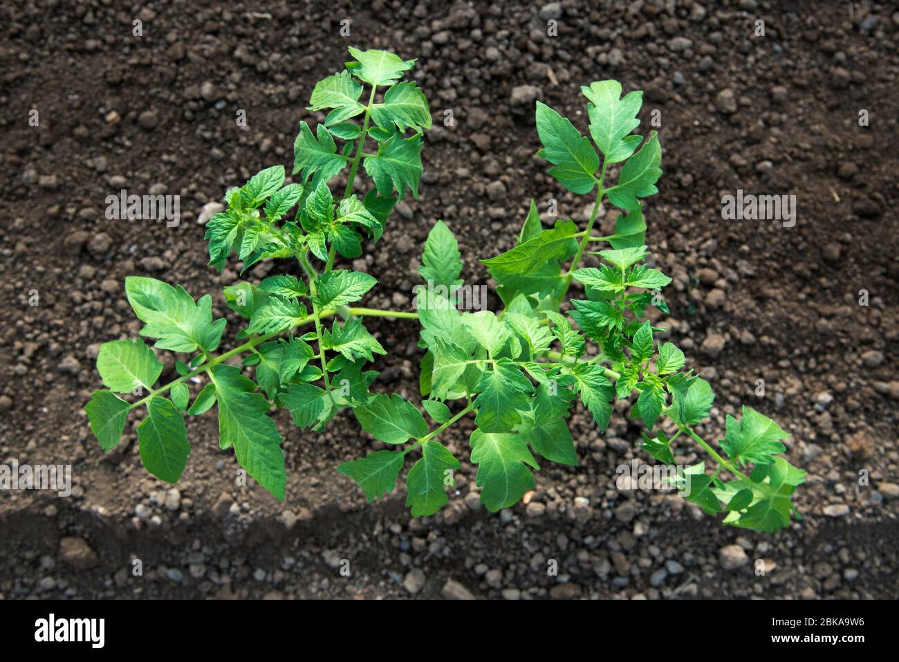 piantine di pomodoro che crescono in una serra - fuoco selettivo Foto Stock