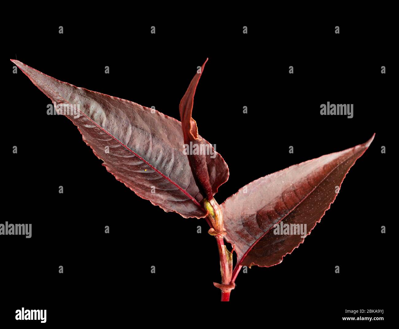 Foglie di bronzo retroilluminate del perenne, Persicaria microcephala "Red Dragon" su sfondo nero Foto Stock