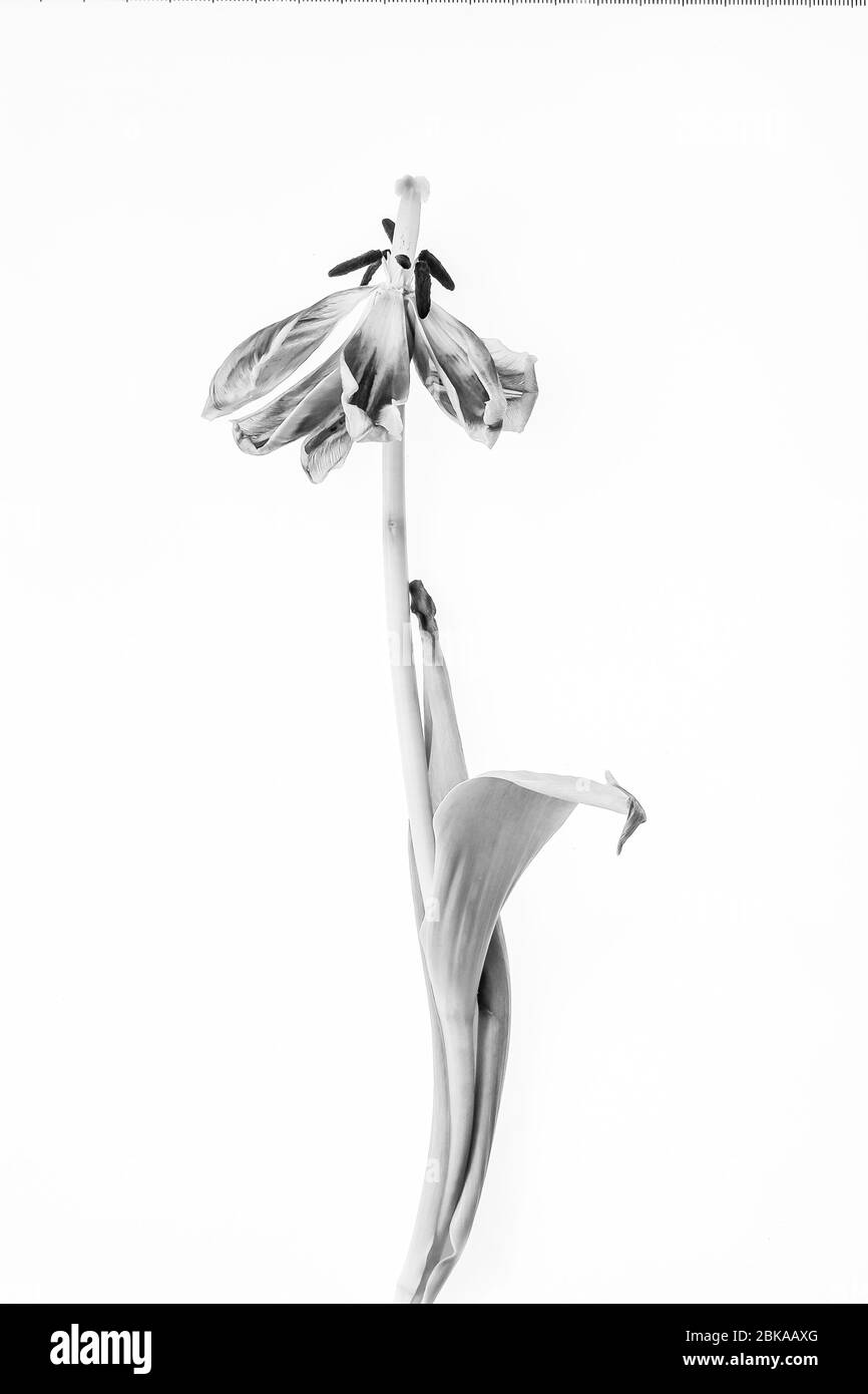tulipano morto e morente su sfondo bianco Foto Stock