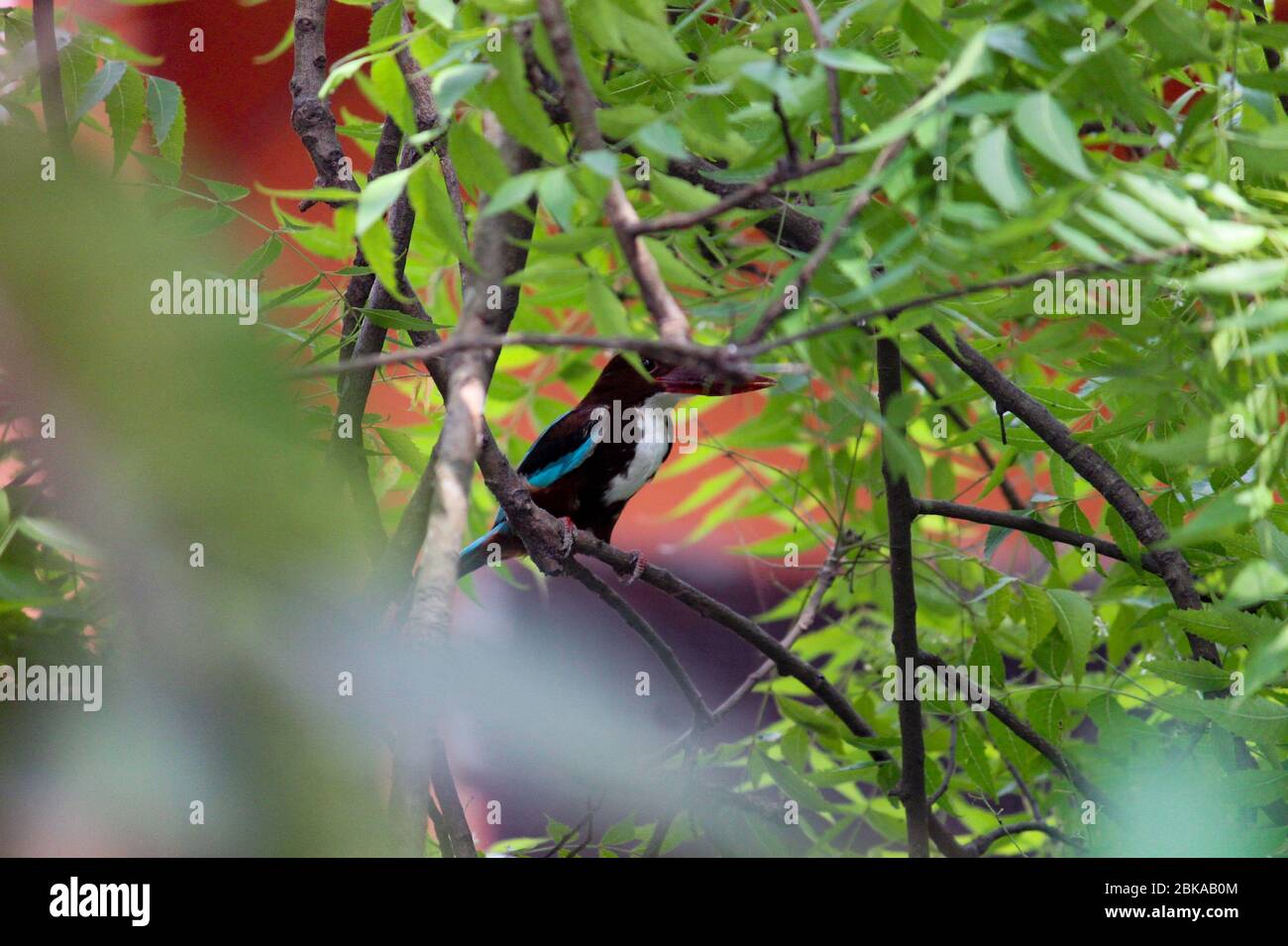 Un Kingfisher appollaiato su UN ramo. Foto Stock